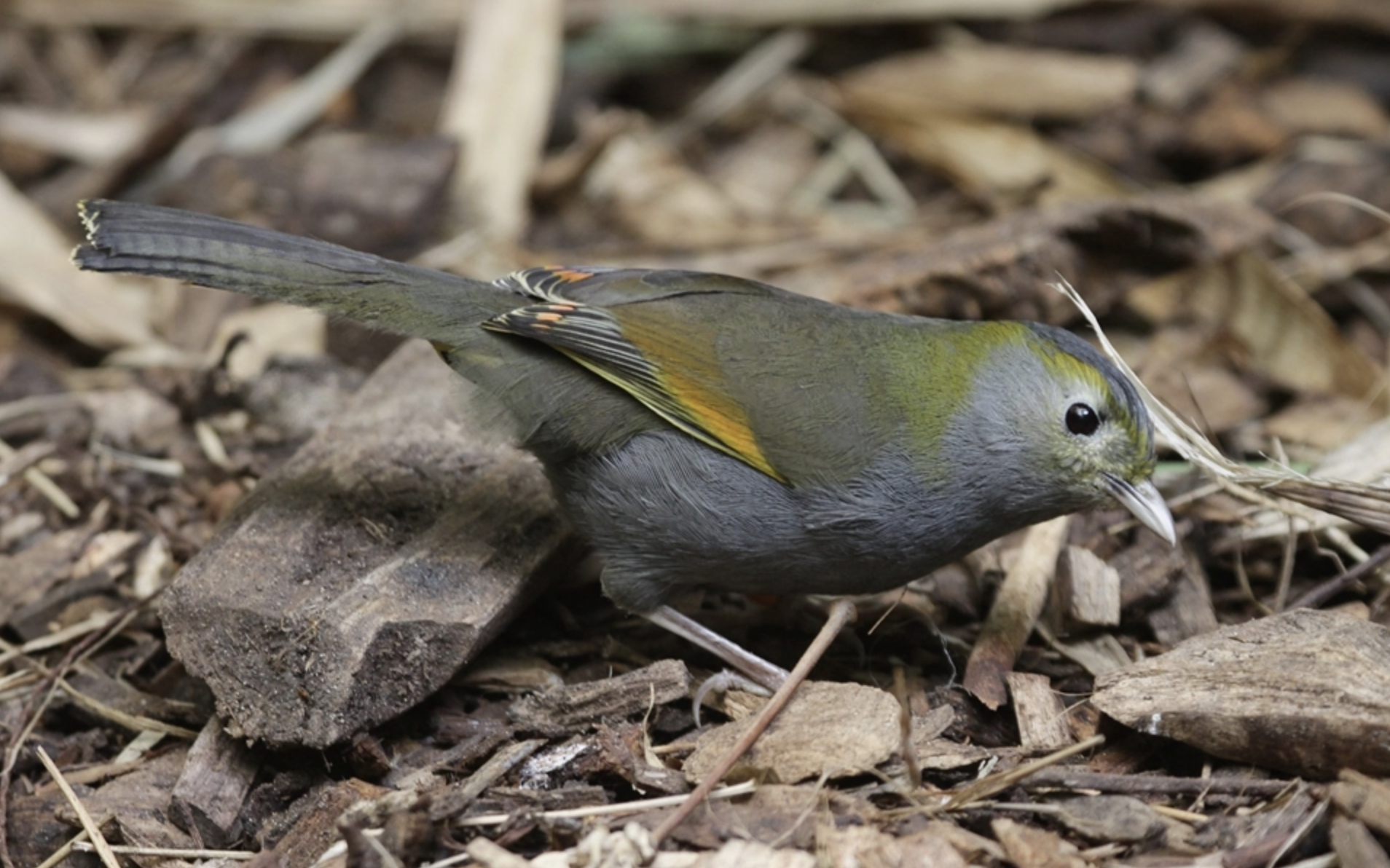  p>灰胸薮鹛(学名: i>liocichla omeiensis /i>)是噪眉科,薮鹛属小型