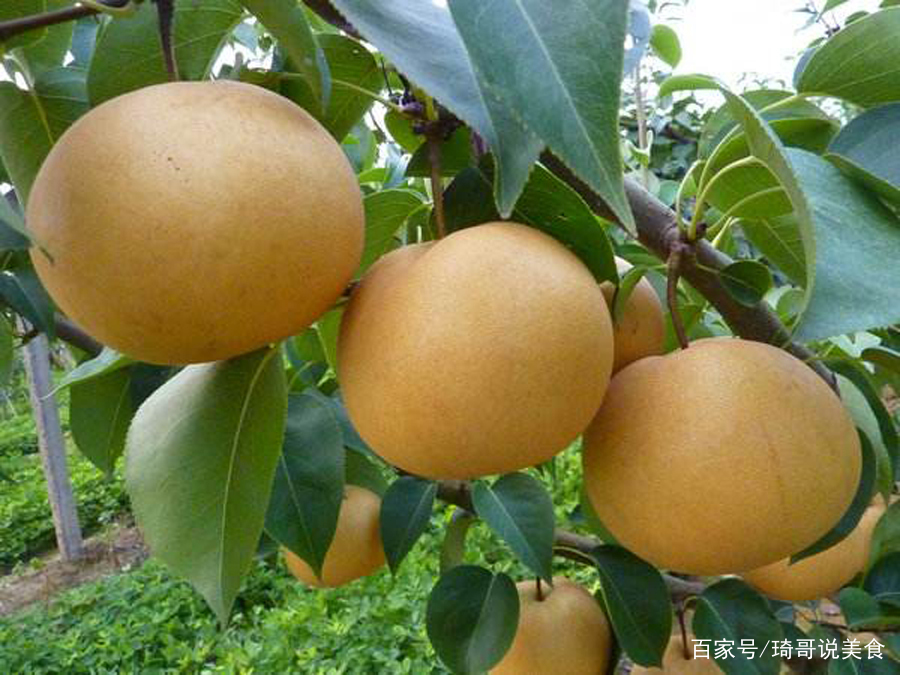 一咬甜水就流出来了，这个季节吃它解馋又消暑_百科TA说