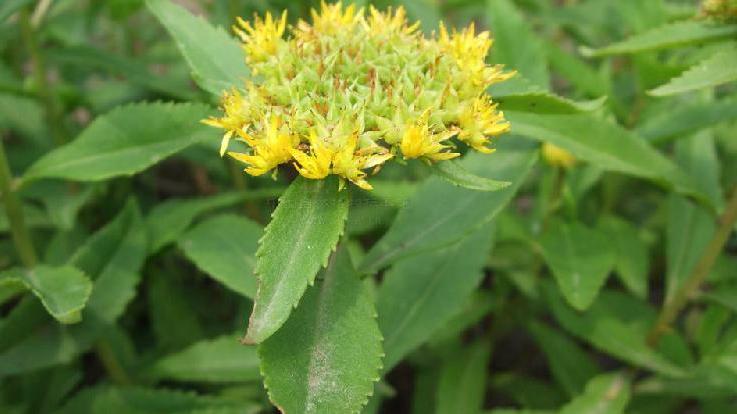 的确景天(存疑种)