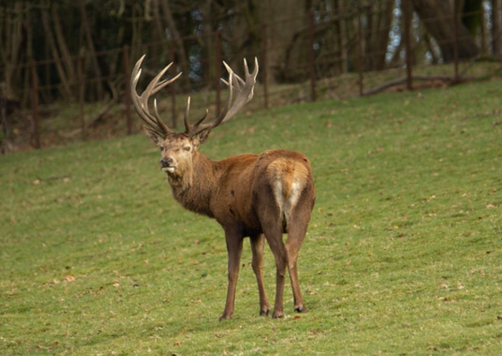 ljnfjt0p">欧洲马鹿(学名:cervus elaphus):是鹿科,鹿属的动物