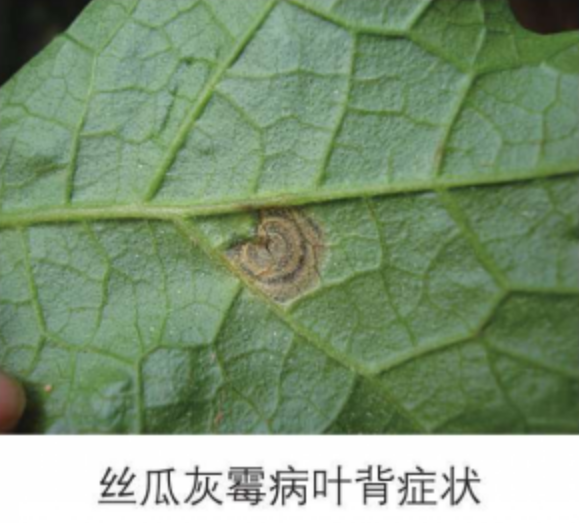 丝瓜灰霉病