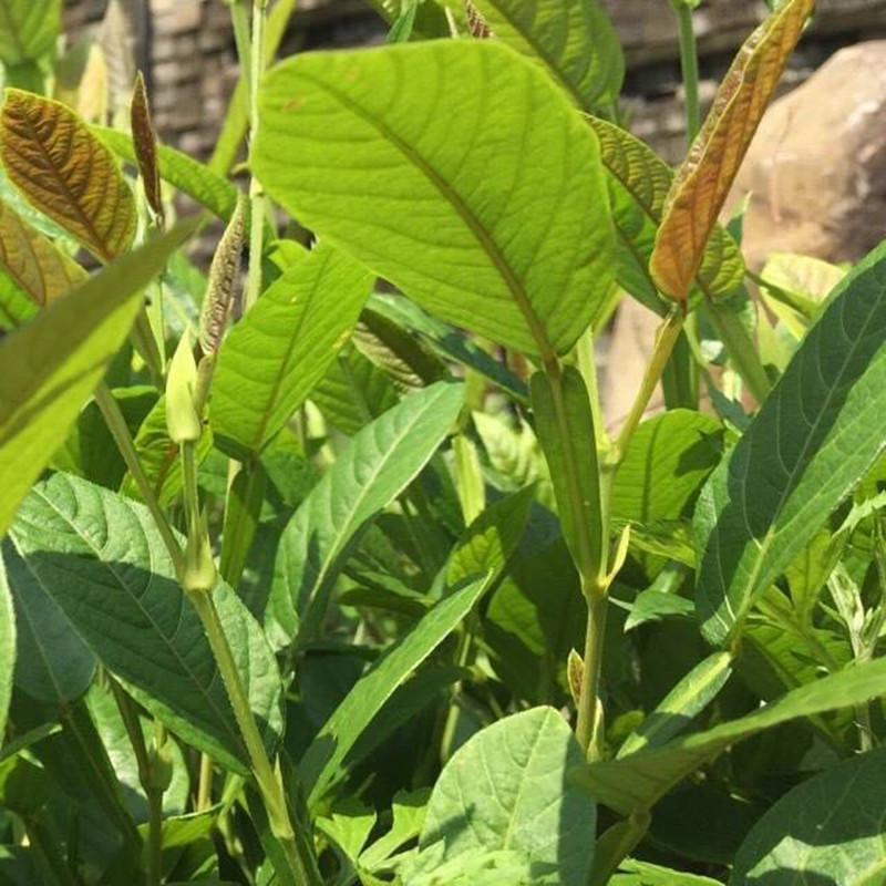 百劳舌