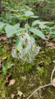 木通花_百度百科