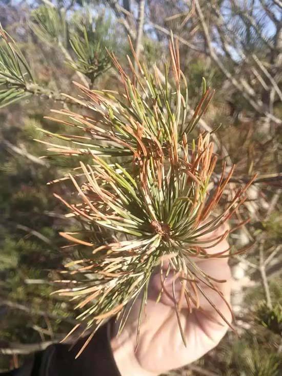 id="gnb67yaxpf">松落针病是由散斑壳属的真菌引起的,发生在松的病害