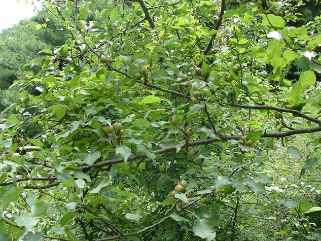 pyrus xerophila