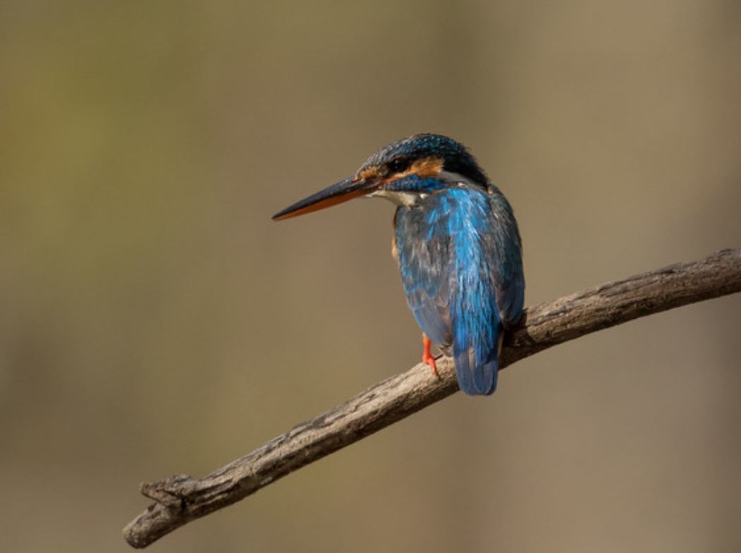 common kingfisher