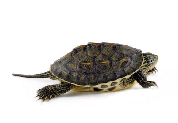  p>花龟(学名: i>mauremys sinensis /i>)是龟科,拟水龟属动物.