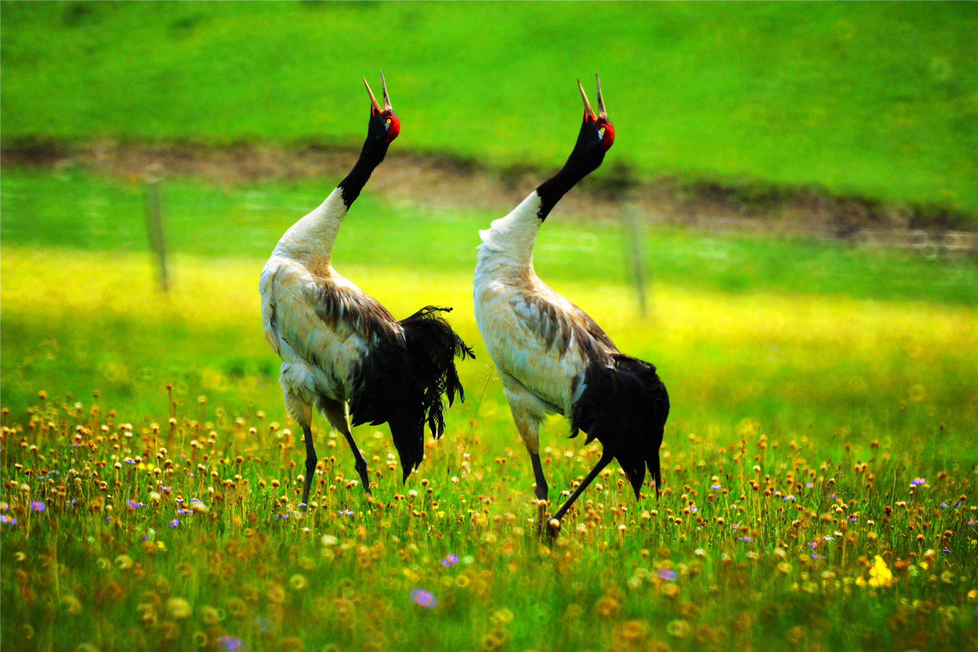 洛须白唇鹿自然保护区