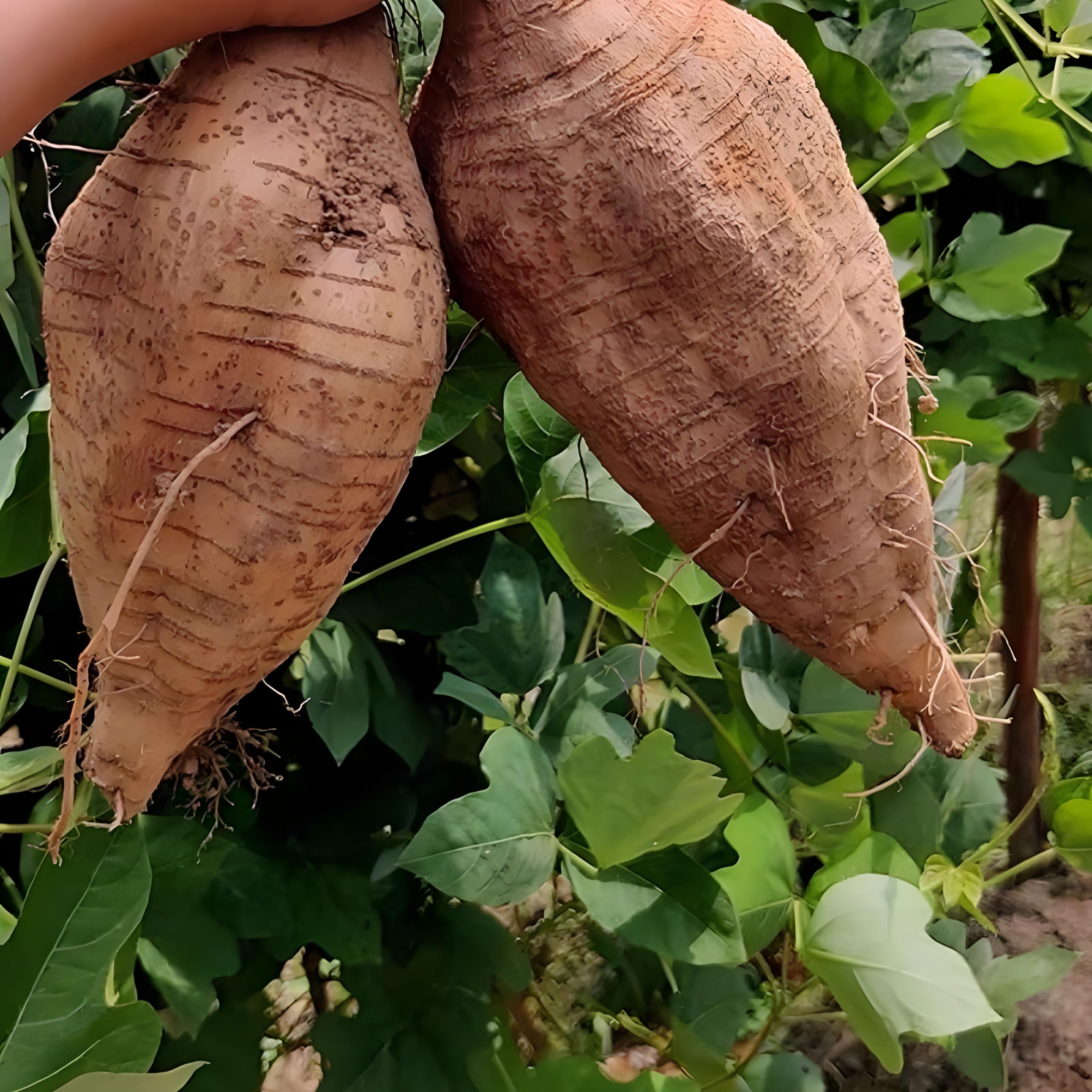 葛根提取物