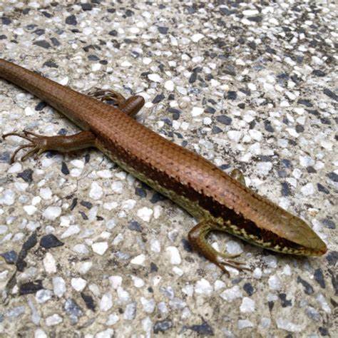 中国石龙子台湾亚种