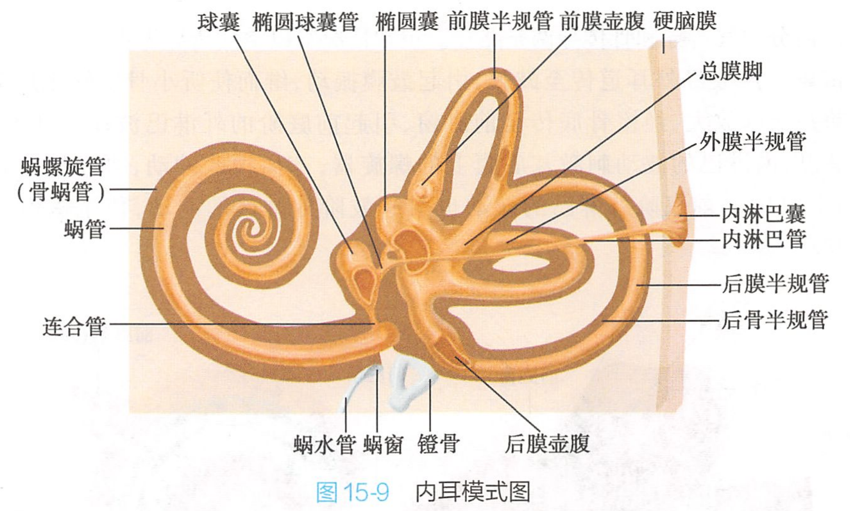 内耳包括骨迷路和膜迷路,包藏在颞骨岩部的