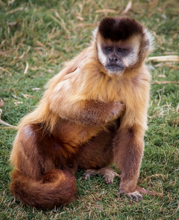  p>髯悬猴(学名: i>sapajus libidinosus /i>):是卷尾猴科,悬猴属的