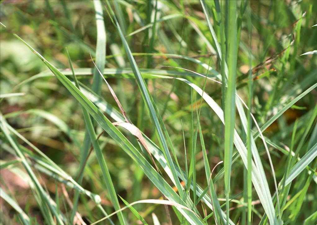 diplachne fusca (l.) beauv.