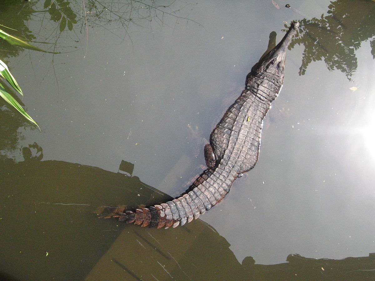 p>马来鳄(学名: i>tomistoma schlegelii /i>)是长吻鳄科,马来长吻鳄