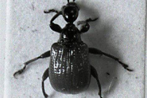  p data-id="gn3xiuk792">落文象甲属体短,雄虫常较长,中至小型;头部