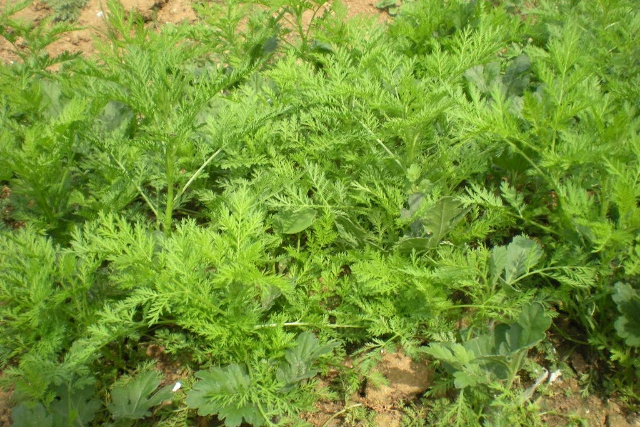 artemisia verbenacea