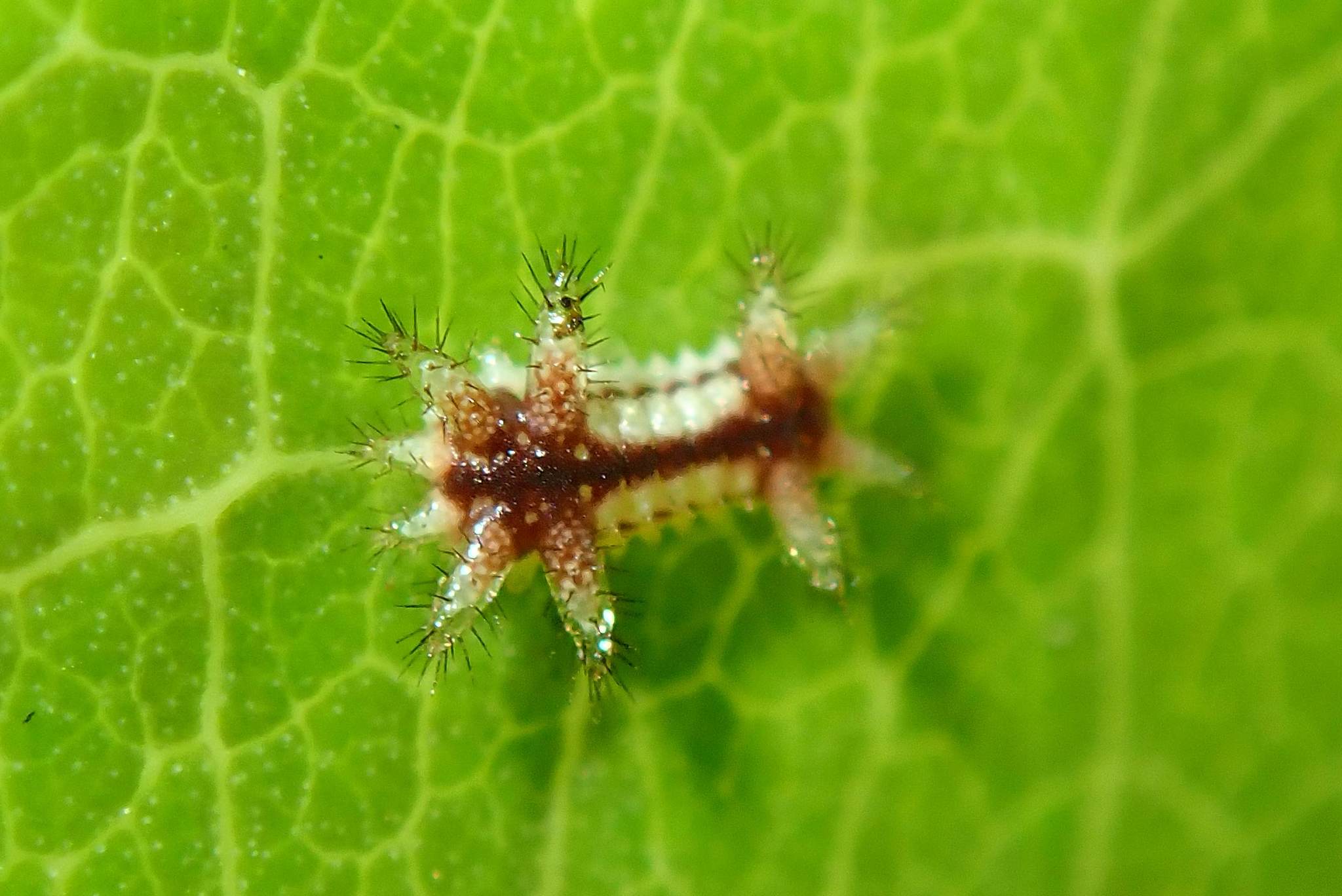  p data-id="gnbiqoc33w">褐边绿刺蛾(学名: i>parasa consocia /i> )