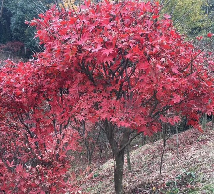 植物界的红色舞娘——日本红枫红舞姬_百科TA说