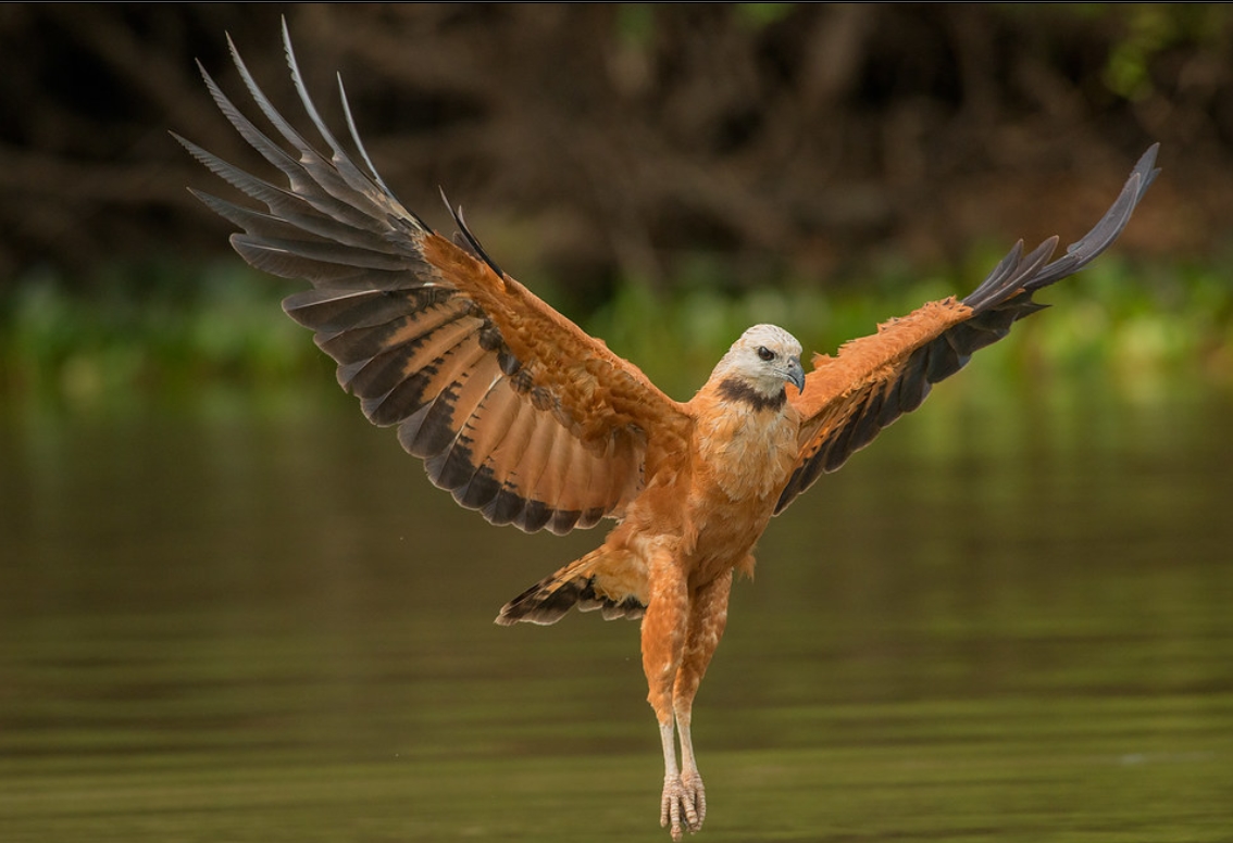  p>黑领鹰(学名: i>busarellus nigricollis /i>):鹰形目,鹰科,黑领鹰