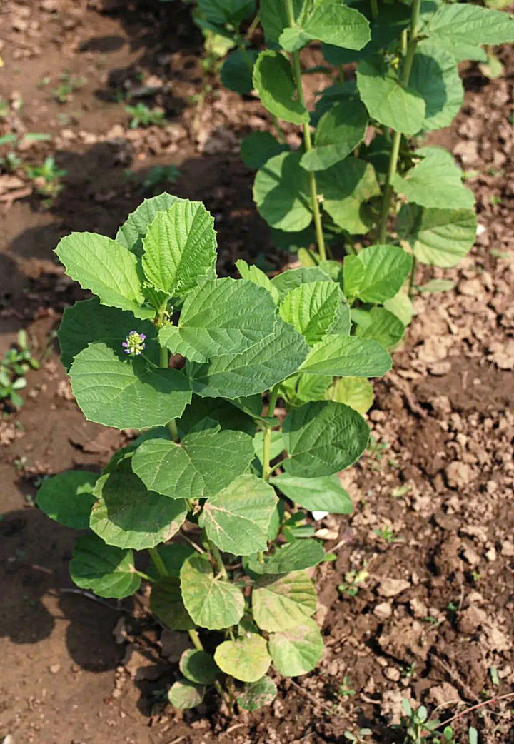 破故纸又名补骨脂,为豆科植物补骨脂的果实