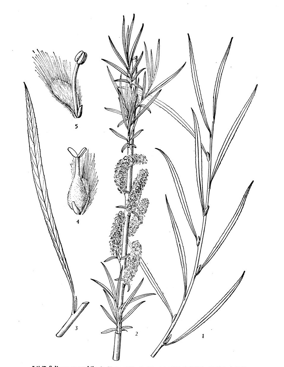 北沙柳无性系656号