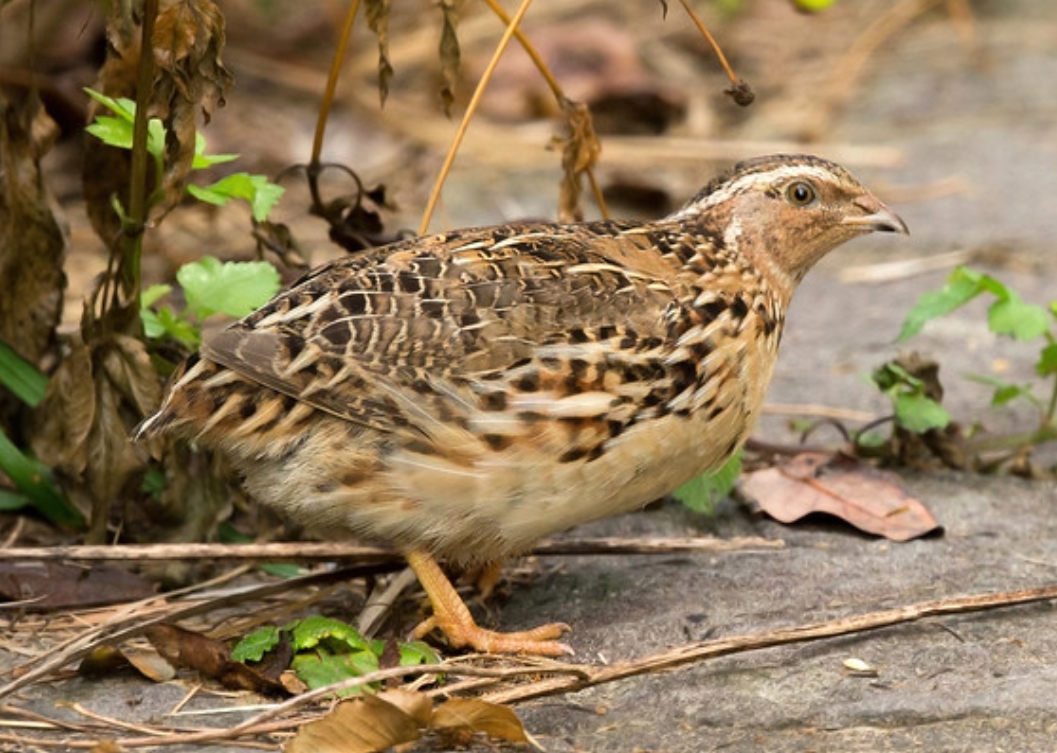  p>鹌鹑(学名: i>coturnix japonica /i>):雉科,鹌鹑属鹑类,体长14-20