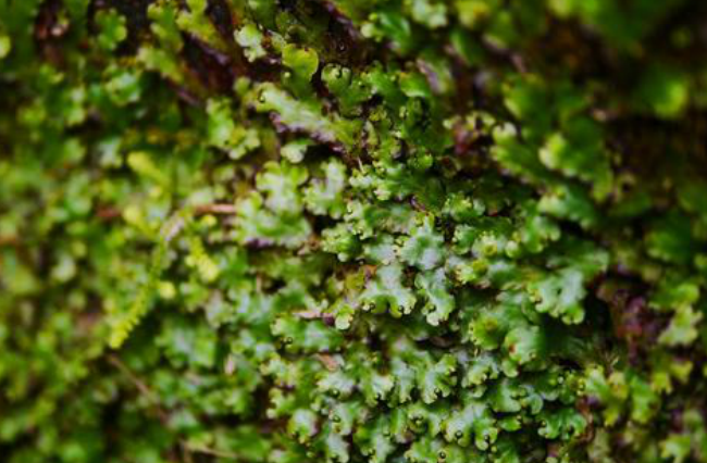 苔藓植物“地钱”居然可以吃？那它还有其他别的价值吗？_百科TA说