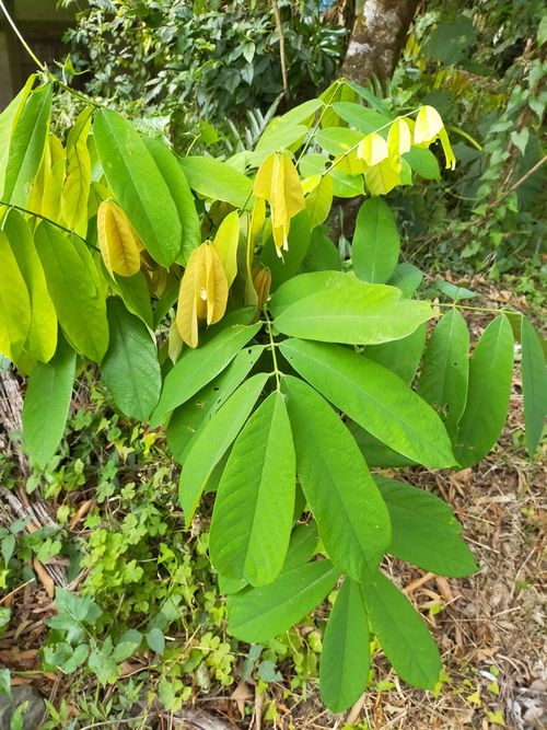  p data-id="go05x86fqz">厚果崖豆藤(学名: i>millettia pachycarpa 