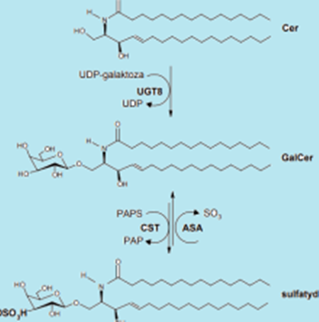 target="_blank" href="/item/鞘氨醇/5624241" data-lemmaid="