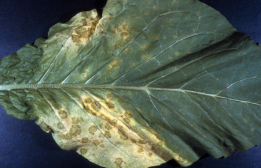 烟草霜霉病