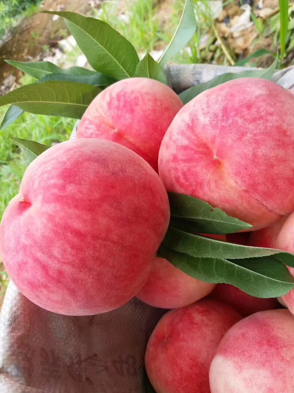 现在最好的桃树新品种(现在最好的桃树新品种北京7号)