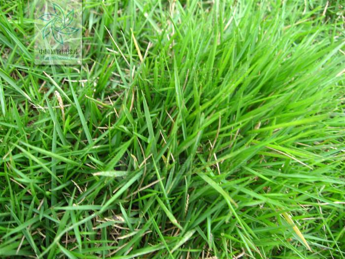  p>细叶结缕草(学名: i>zoysia tenuifolia /i>  willd. ex trin.