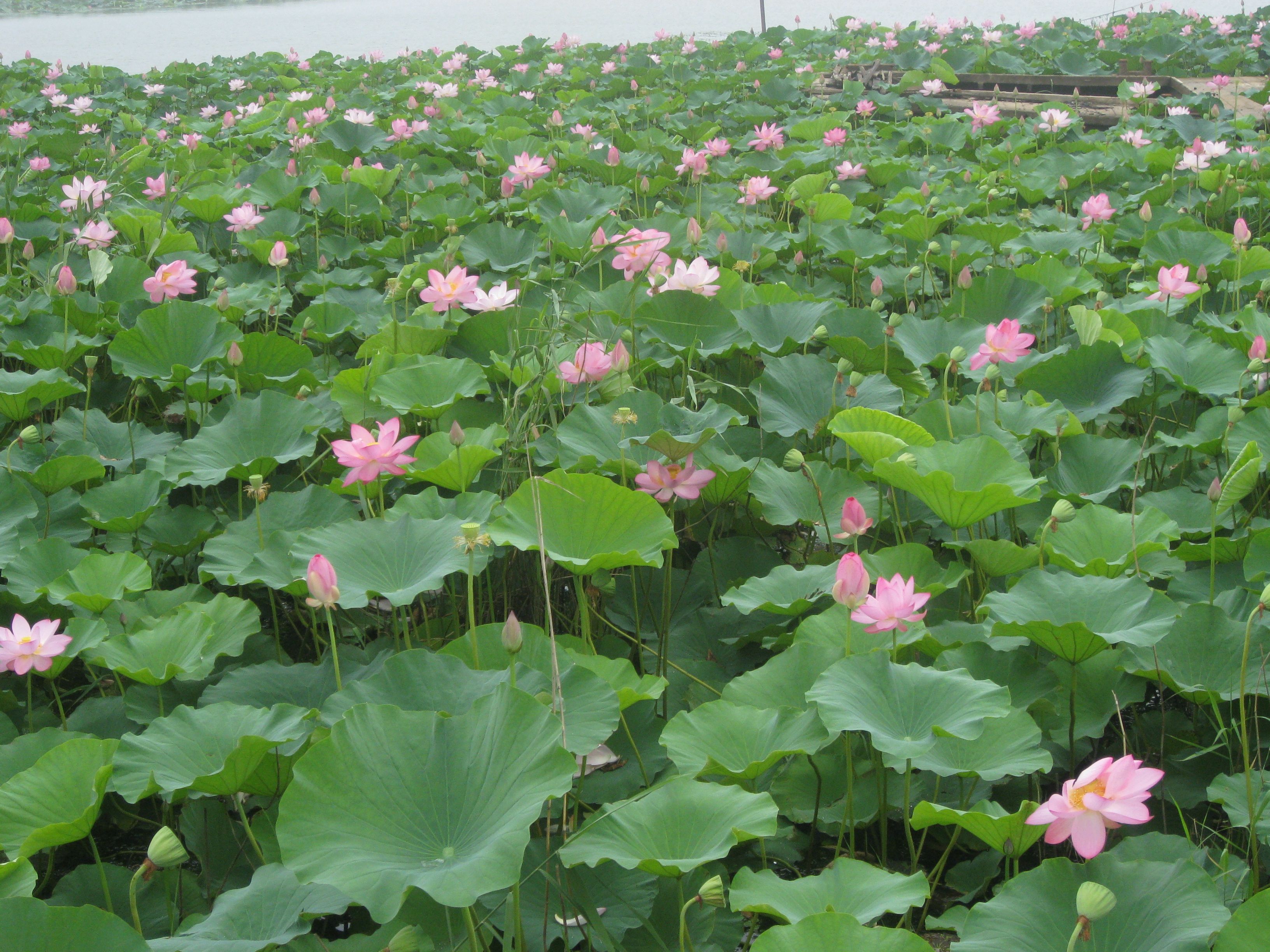  p data-id="gnxbpalnc2">微山湖风景旅游区位于山东省济宁市.