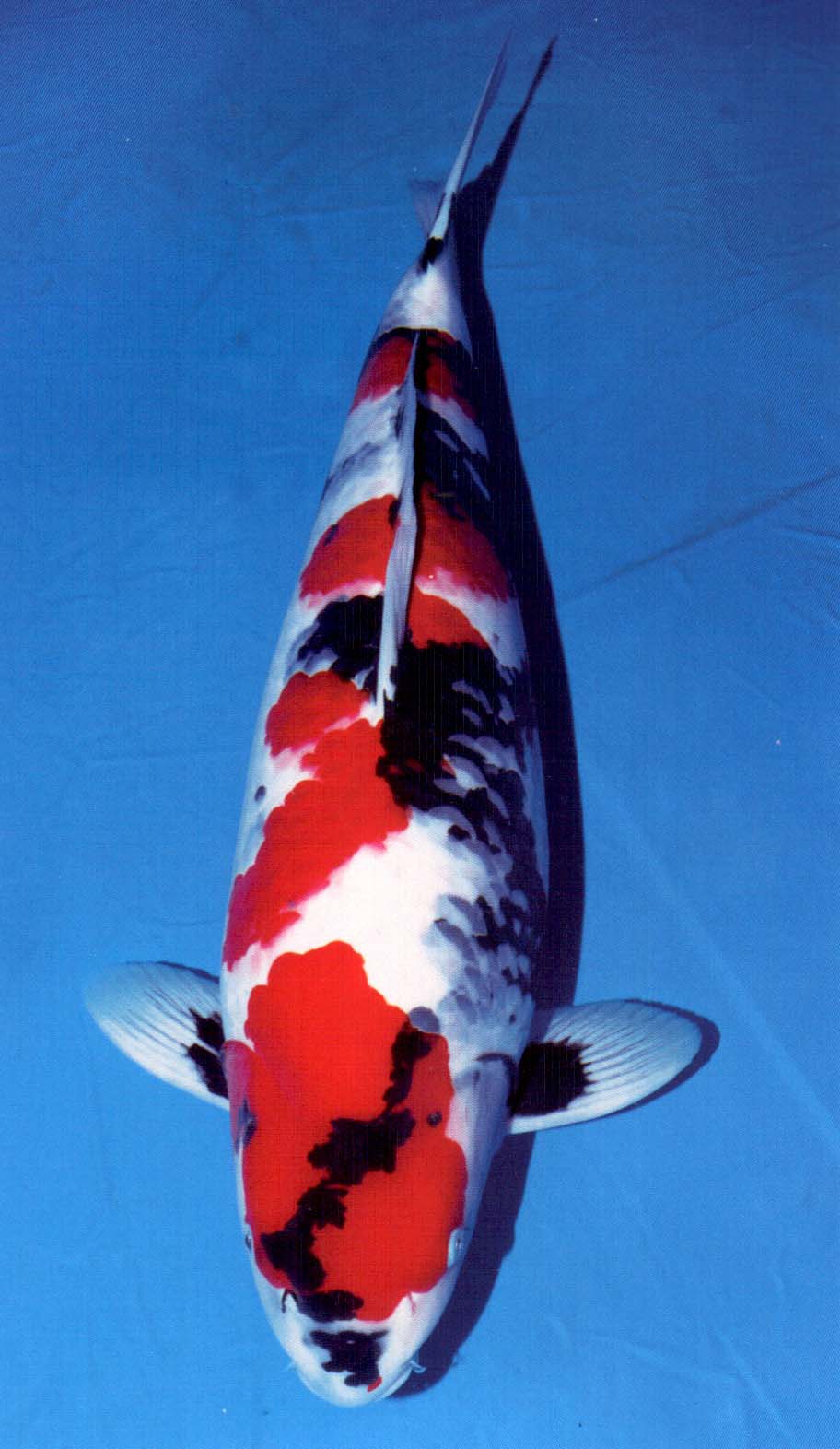 data-lemmaid="743327">昭和 /a> showa)出于上世纪三十年代的日本 a