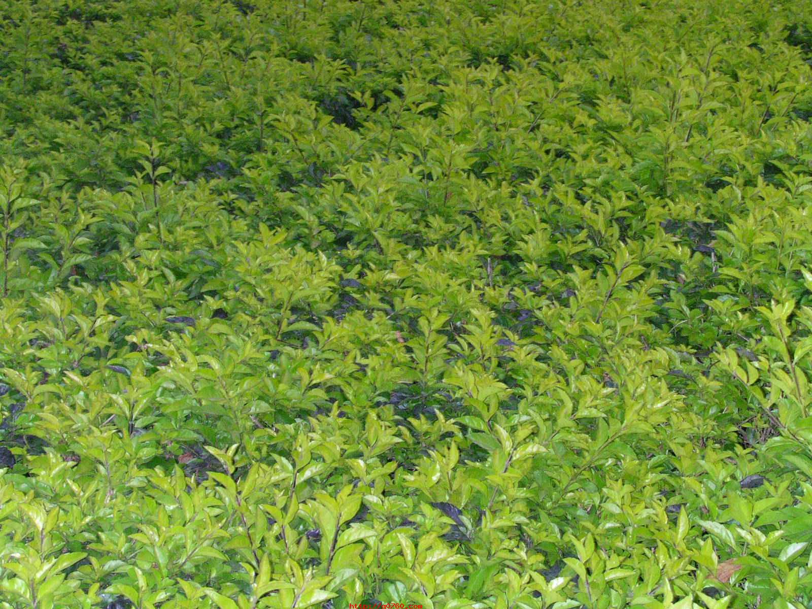  /i>):是 a target="_blank" href="/item/双子叶植物纲/229183" data