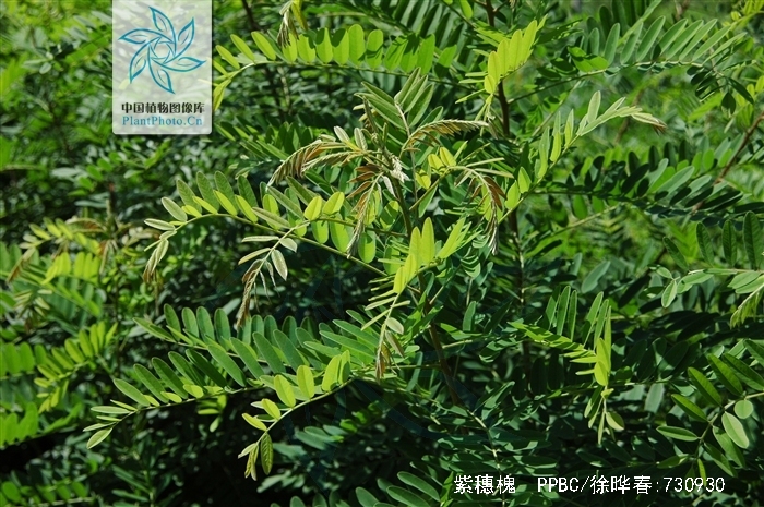  p>紫穗槐(学名: i>amorpha fruticosa /i> linn.