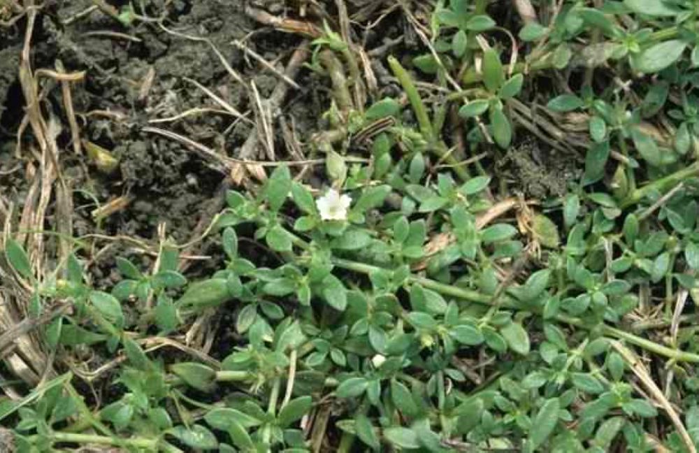  p>小牙草属,茜草科,10种,分布于热带亚洲,大洋洲和太平洋岛屿,其中小