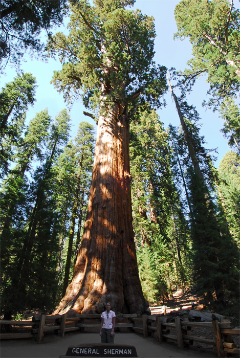  p>雪曼将军树(general sherman tree)是世界上最大的树,通常也被认为