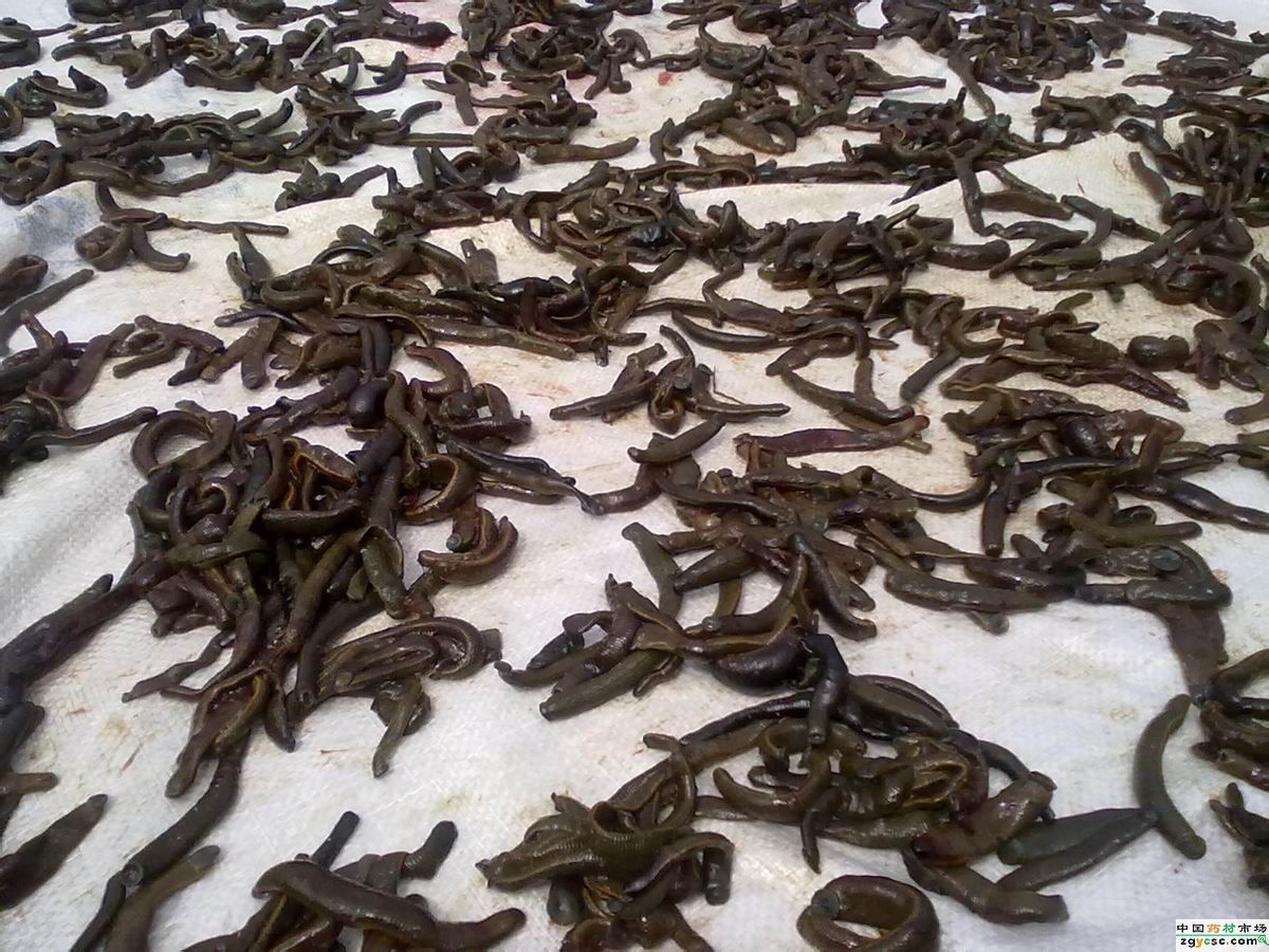  p>柬埔寨食人水蛭又称"女皇水蛭"或"蛭母",属 a target="_blank"