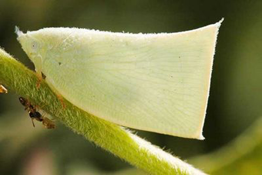  p>白蛾蜡蝉与堆蜡粉蚧皆属同翅目,前者为蛾蜡蝉科,后者为粉蚧科,主要