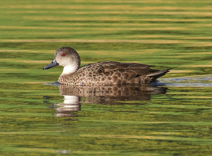  p>灰鸭(学名: i>anas gracilis /i>):中型 a