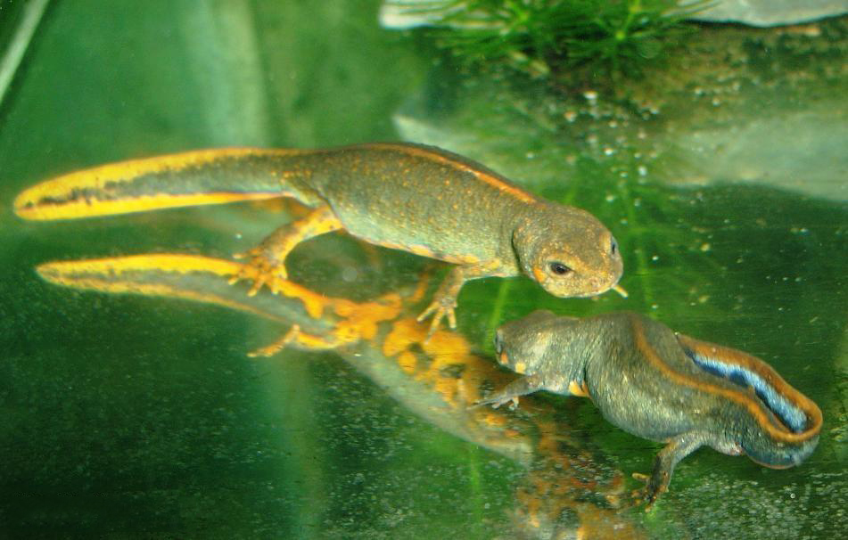  p>蓝尾蝾螈是有尾目蝾螈科.雄螈一般85 mm左右,雌螈100 mm左右.