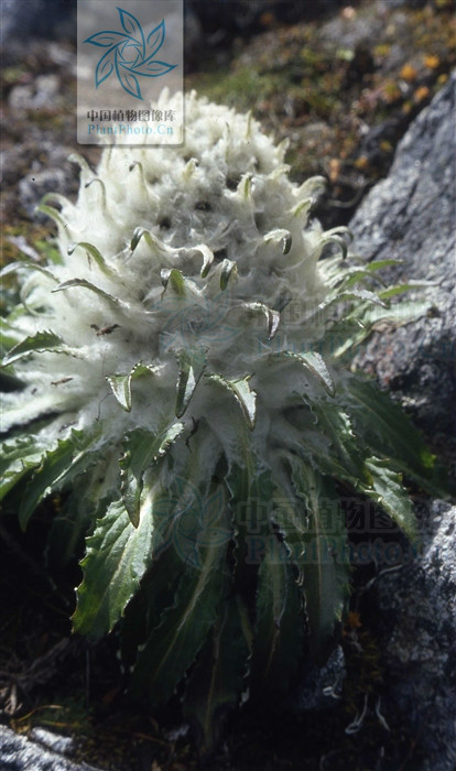  p> b>绵头雪兔子 /b>(学名: i>saussurea laniceps /i>)为 a href="
