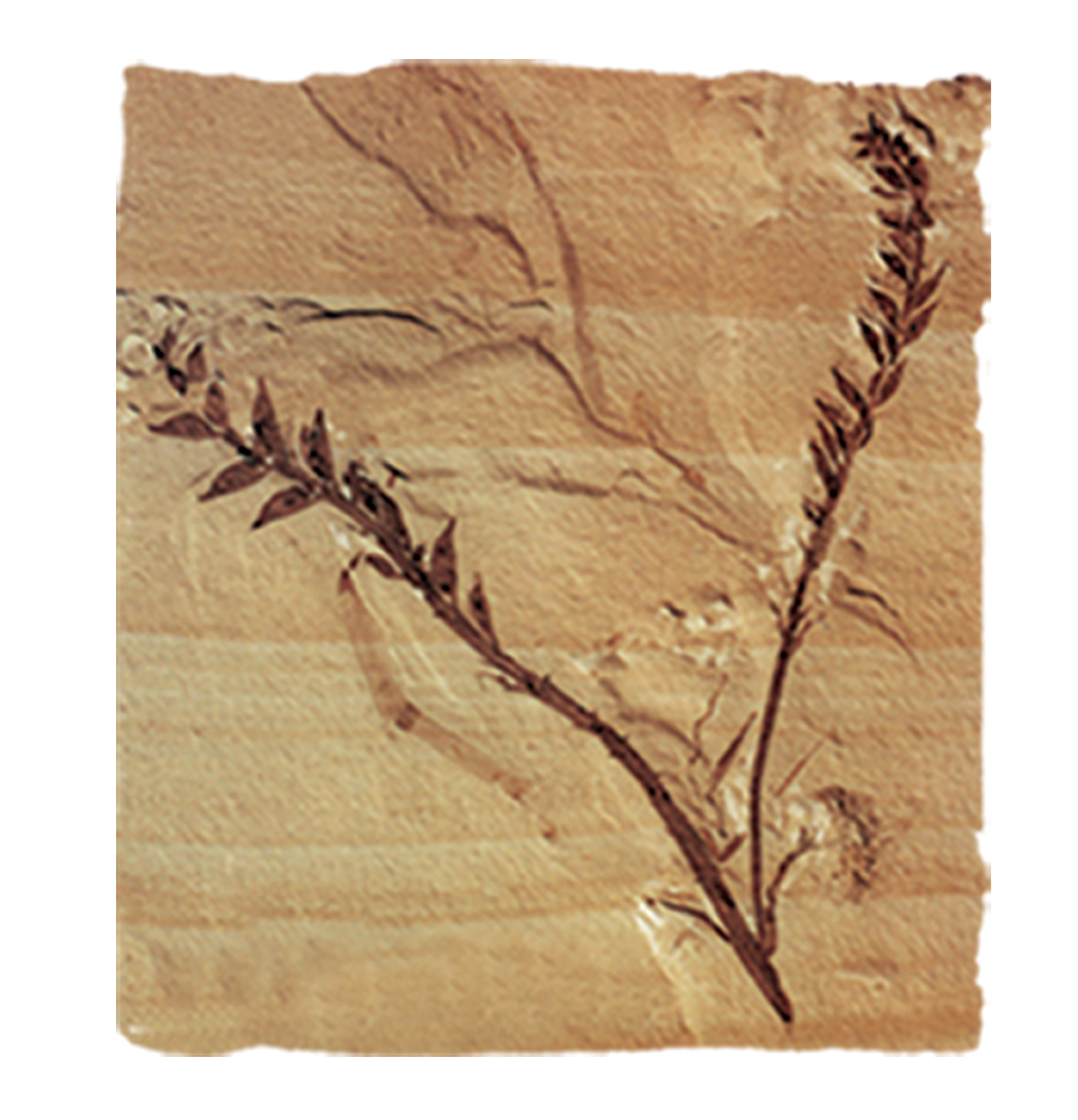  p>辽宁古果archaefructus liaoningensis sun et al.