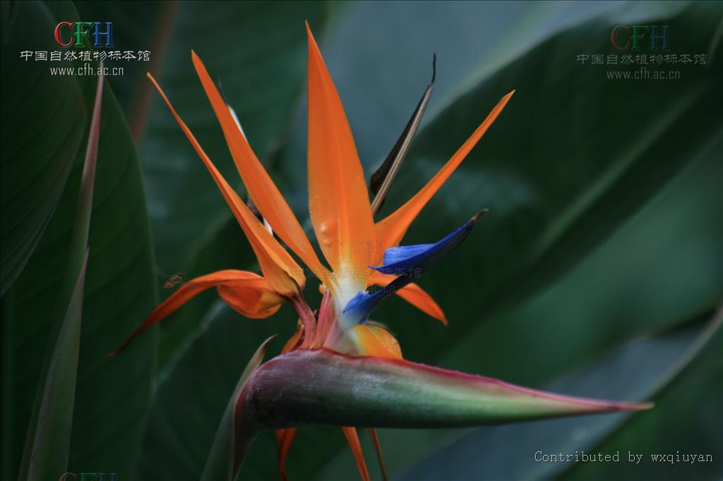 >茎干高大或无;叶,苞片二行排列;花两性,两侧对称,排成蝎尾状聚伞花序