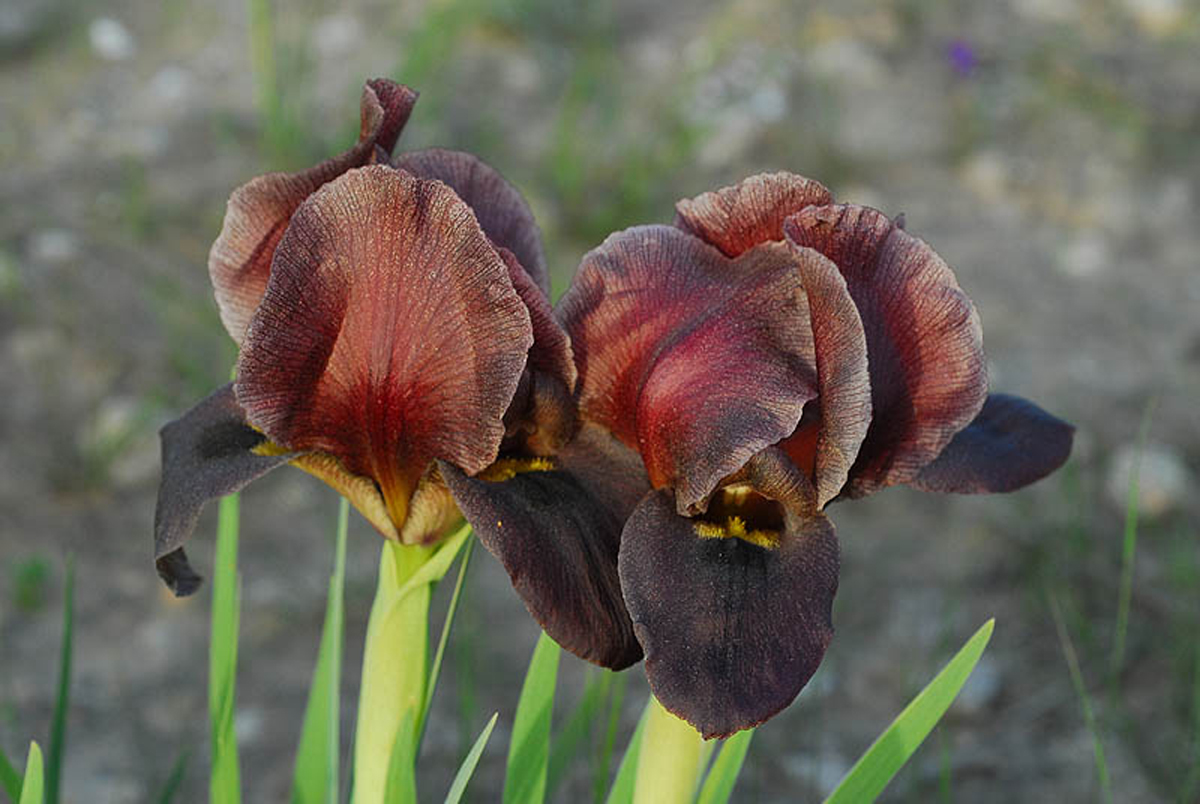  p>黑花鸢尾(学名: i>iris nigricans /i> dinsm.