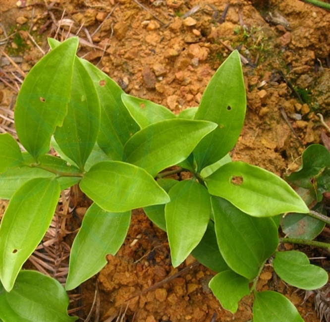  p> b>青藤公 /b>(学名: i>ficus langkokensis /i>)为桑科榕属的植物