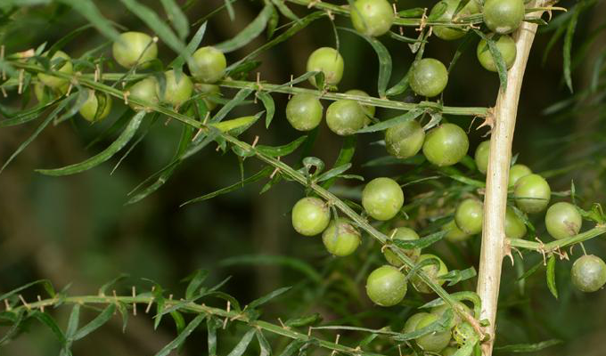  p>天门冬属(学名:asparagus l.