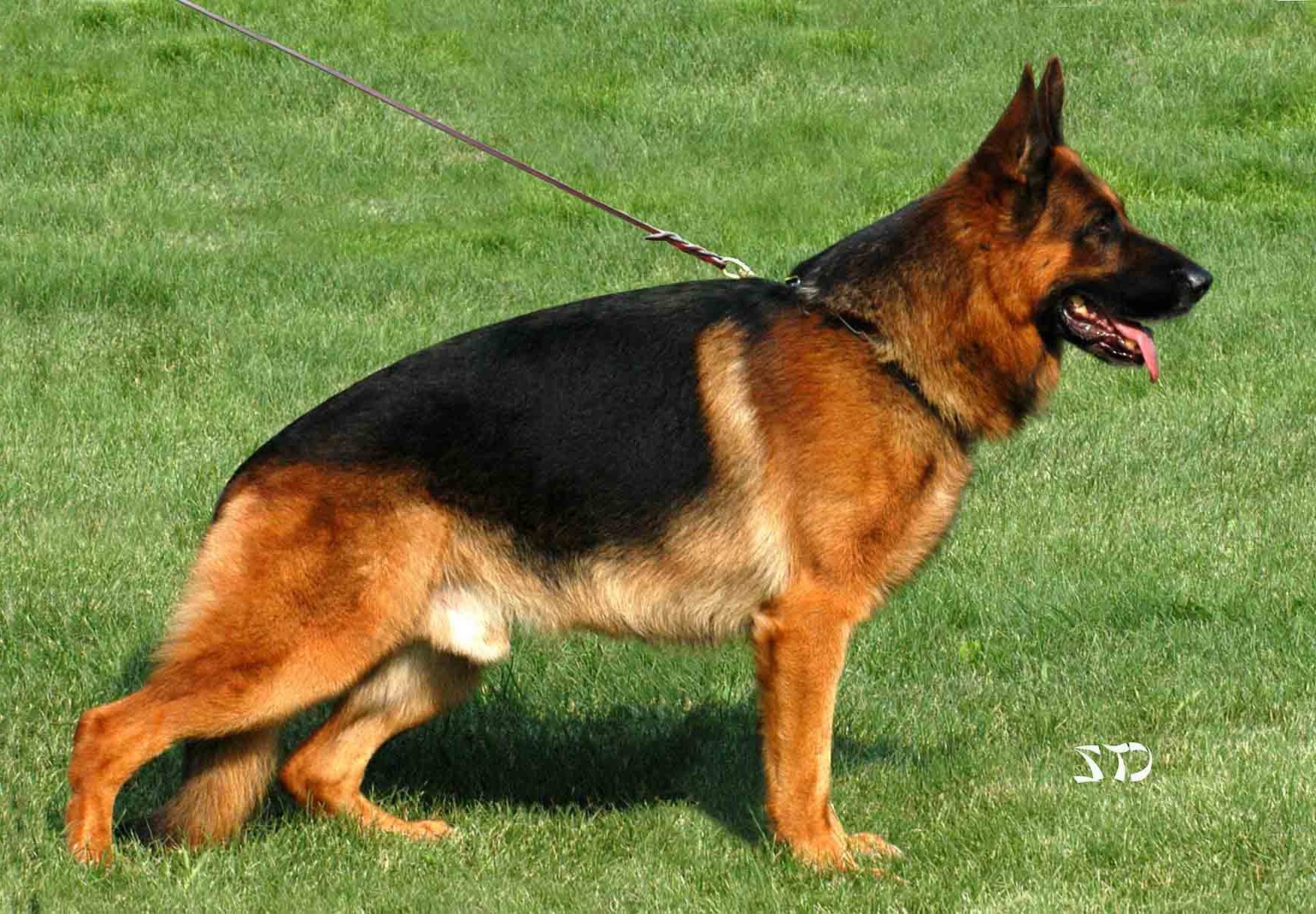 又称俄罗斯(俄语:Россия,英语:russia),简称俄联邦,俄国