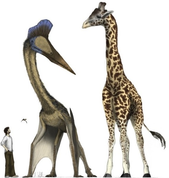  p>风神翼龙(quetzalcoatlus)是一种 a target="